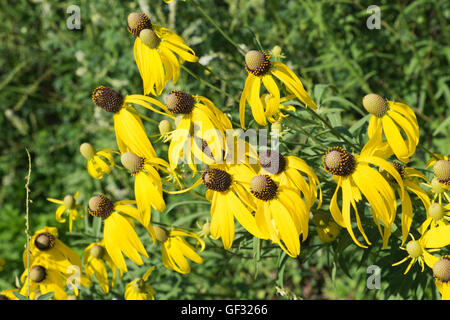 Un domaine de tête gris coneflowers à Whitehall, au Michigan. Banque D'Images