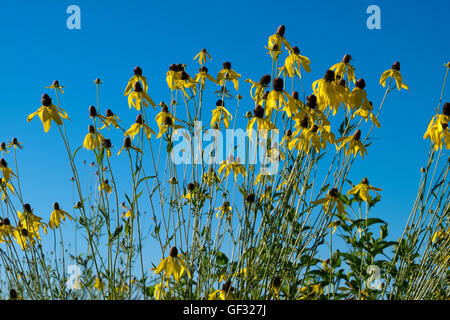 Un stand de tête gris Coneflowers contraste avec un ciel bleu vif à Whitehall, au Michigan. Banque D'Images