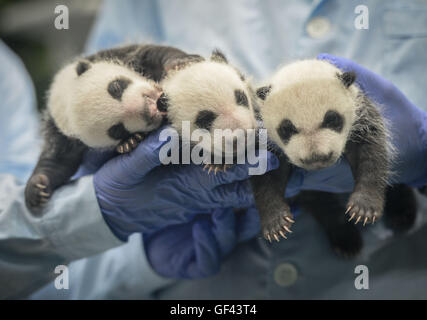 PIC DE FICHIER : Guangzhou. 28 août, 2014. Photo prise le 28 août 2014 affiche grand panda triplés, Mengmeng Shuaishuai Kuku et le 31e jour après leur naissance à Guangzhou, capitale du sud de la province chinoise du Guangdong. Une fête célébrant le deuxième anniversaire de l'Organisation mondiale de la panda le seul survivant des triplés, nés le 29 juillet 2014 à Guangzhou, a eu lieu au Parc Safari Chimelong ici vendredi. © Liu Dawei/Xinhua/Alamy Live News source : Xinhua/Alamy Live News Banque D'Images