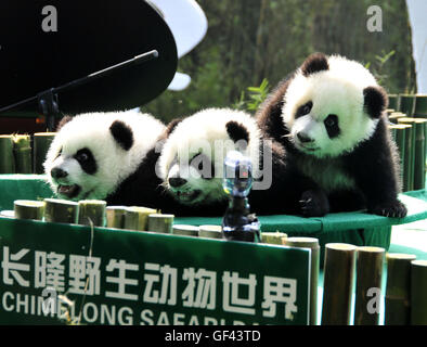 PIC DE FICHIER : Guangzhou. 15 Décembre, 2014. Photos prises le 15 décembre 2014 affiche grand panda triplés, Mengmeng Shuaishuai et Kuku à Guangzhou, capitale du sud de la province chinoise du Guangdong. Une fête célébrant le deuxième anniversaire de l'Organisation mondiale de la panda le seul survivant des triplés, nés le 29 juillet 2014 à Guangzhou, a eu lieu au Parc Safari Chimelong ici vendredi. © Huang Guobao/Xinhua/Alamy Live News source : Xinhua/Alamy Live News Banque D'Images