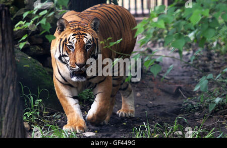 Katmandou, Népal. 29 juillet, 2016. Un tigre du Bengale Royal itinérances au Zoo sur Central International Tiger day dans Jawalakhel à Katmandou, Népal, 29 juillet 2016. International Tiger journée est célébrée chaque année le 29 juillet, visant à accroître la sensibilisation pour la conservation du tigre. Credit : Sunil Sharma/Xinhua/Alamy Live News Banque D'Images