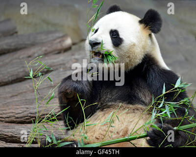 Panda géant (Ailuropoda melanoleuca) vue de l'avant et de manger le bambou Banque D'Images