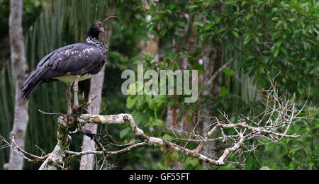 Kamichi cornu, parc national de Manu, Pérou Banque D'Images