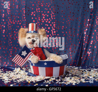 Petit chien habillé comme l'Oncle Sam en rouge, blanc et bleu est en cours d'exécution pour le bureau. Il est assis dans un godet stars and stripes Banque D'Images