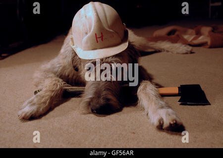 Les jeunes Irlandais avec un casque et une hache. La photo montre que le chien est dangereux, mais c'est un mensonge. Banque D'Images