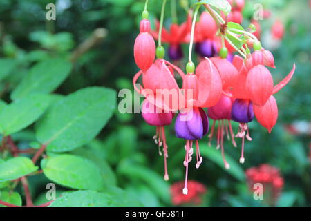 Fleurs fuschia Banque D'Images