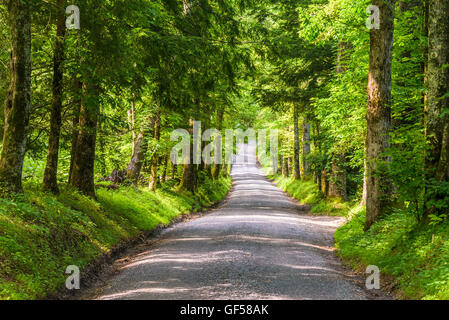 Smoky Mountains country road. Banque D'Images