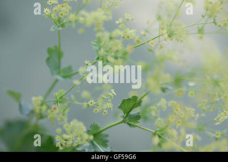 Alchemilla mollis 'robustica' communément appelée alchémille - un remède à base de Jane Ann Butler Photography JABP1481 Banque D'Images