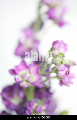 Delphinium fleur pourpre still life - langage des fleurs au grand coeur et fun Jane Ann Butler Photography JABP1487 Banque D'Images