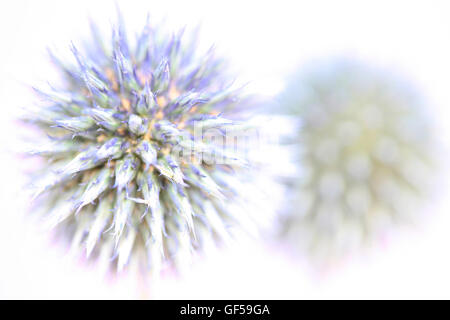 Deux chardons globe violet Jane Ann Butler Photography JABP1490 Banque D'Images