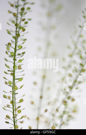 Tiges de thlaspi still life communément connu sous le nom de domaine sou-cress Jane Ann Butler Photography JABP1488 Banque D'Images