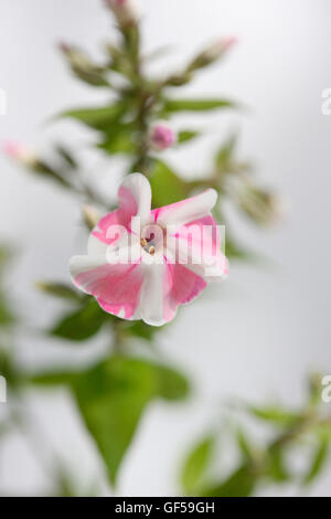 Rose et blanc à rayures bonbon fleur phlox still life Jane Ann Butler Photography JABP1478 Banque D'Images