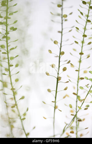 Tiges de thlaspi still life communément connu sous le nom de domaine sou-cress Jane Ann Butler Photography JABP1489 Banque D'Images