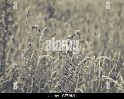 Le Selenium Naturel Imprimer De L Herbe Et Les Arbres Montrant Les Veritables Formes Des Plantes Photo Stock Alamy