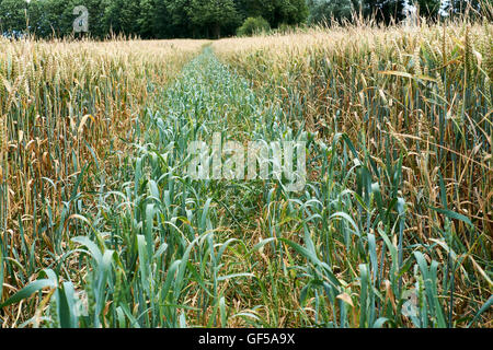 De la récolte du blé infestés par l'herbe noire (Alopecurus myosuroides) de lutte contre les mauvaises herbes, England, UK Banque D'Images