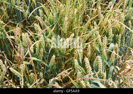 De la récolte du blé infestés par l'herbe noire (Alopecurus myosuroides) de lutte contre les mauvaises herbes, England, UK Banque D'Images