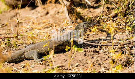 Varan dans Chobe National Park, Botswana, Africa Banque D'Images