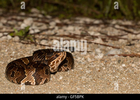 Floride Cottonmouth montrant ses crocs - Agkistrodon conanti piscivores Banque D'Images