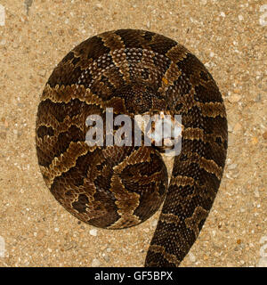 Cottonmouth Floride enroulé en plongée des piscivores Agkistrodon conanti - Banque D'Images