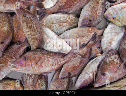 Une abondance de poissons frais du bateau à un marché ouvert à Fort Myers, Floride, USA. Banque D'Images