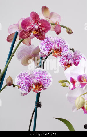 Orchidée pourpre sur fond blanc Banque D'Images