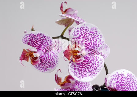 Orchidée pourpre sur fond blanc Banque D'Images