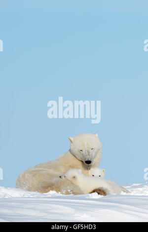 Mère de l'ours polaire (Ursus maritimus) couchée sur tundra avec deux oursons, Parc National de Wapusk, Manitoba, Canada Banque D'Images