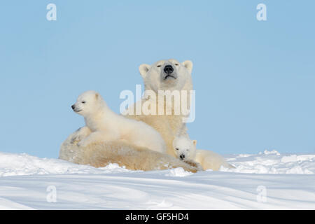 Mère de l'ours polaire (Ursus maritimus) couché sur la toundra, looking at camera, avec deux oursons, Parc National de Wapusk, Manitoba, Cana Banque D'Images