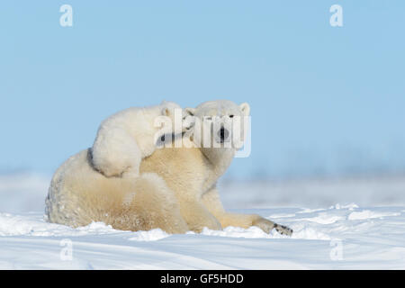 Mère de l'ours polaire (Ursus maritimus) jouant avec cub, Parc National de Wapusk, Manitoba, Canada Banque D'Images