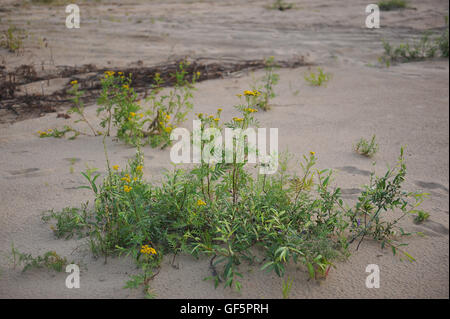 Tanaisie fleur près de la croissance sur la plage de sable. Banque D'Images