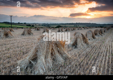 La récolte d'orge dans le Devon avec rangées de moyettes mis à sécher sous un ciel du soir Banque D'Images