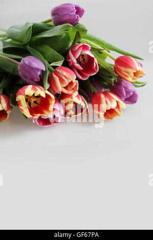 Bouquet de tulipes multicolores frais Banque D'Images