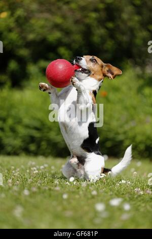 Jouer Jack Russell Terrier Banque D'Images