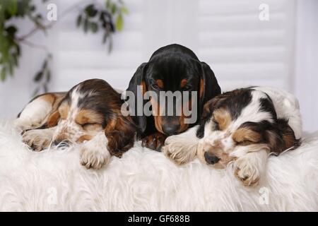 Chiots de couchage Banque D'Images