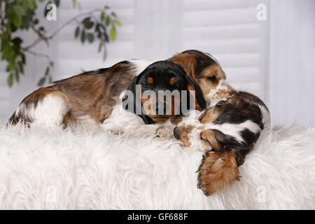 Chiots de couchage Banque D'Images