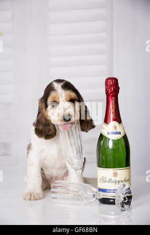 Cocker Anglais chiot avec champagne Banque D'Images