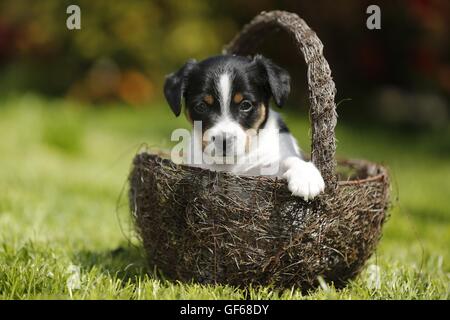 Jack Russell Terrier Puppy à la campagne Banque D'Images