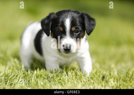 Jack Russell Terrier Puppy à la campagne Banque D'Images