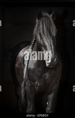 Portrait cheval frison Banque D'Images