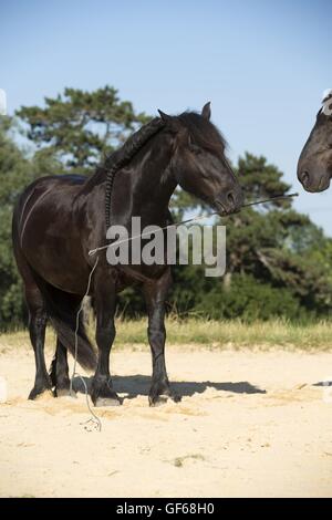 Cheval frison Banque D'Images