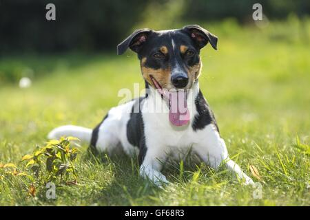 Jack Russell Terrier dans le pré Banque D'Images