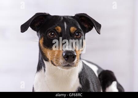 Jack Russell Terrier Portrait Banque D'Images