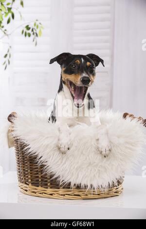 Le bâillement Jack Russell Terrier Banque D'Images