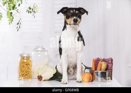 Jack Russell Terrier avec de la nourriture Banque D'Images