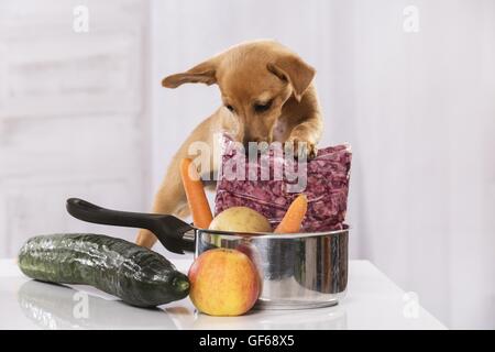 Chiot avec de la nourriture Banque D'Images