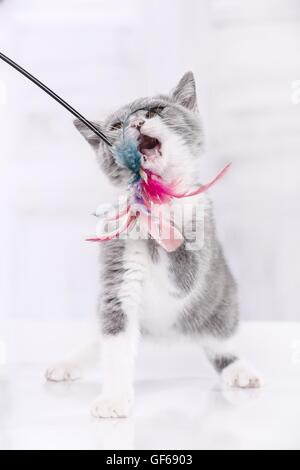 Chaton British Shorthair de jeu Banque D'Images