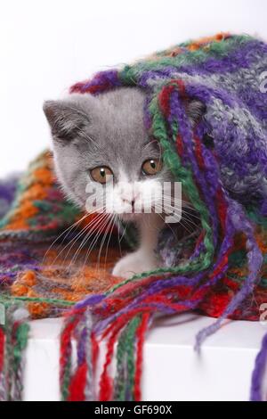 Chaton British Shorthair Banque D'Images