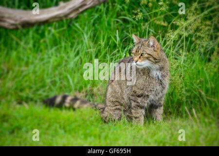 Belle Scottish Wildcat détente sur arbre dans la lumière du soleil d'été Banque D'Images