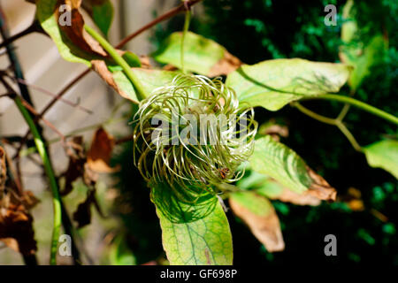 CLEMATIS FLEURS APRÈS Banque D'Images