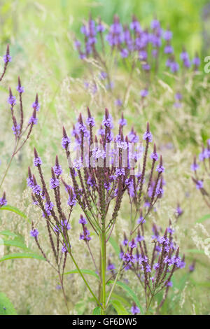 Verbena hastata fleurs parmi les graminées. American verveine bleue Banque D'Images